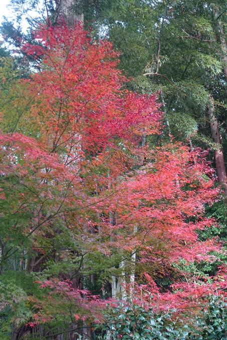 京都紅葉速報2018　その14　興禅寺・龍穏寺・摩気神社　No29