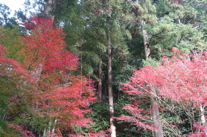 京都紅葉速報2018　その14　興禅寺・龍穏寺・摩気神社　No30