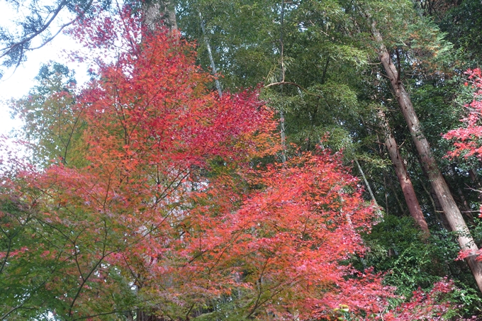 京都紅葉速報2018　その14　興禅寺・龍穏寺・摩気神社　No31