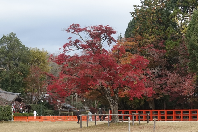 京都紅葉速報2018　その15 上賀茂神社　No3