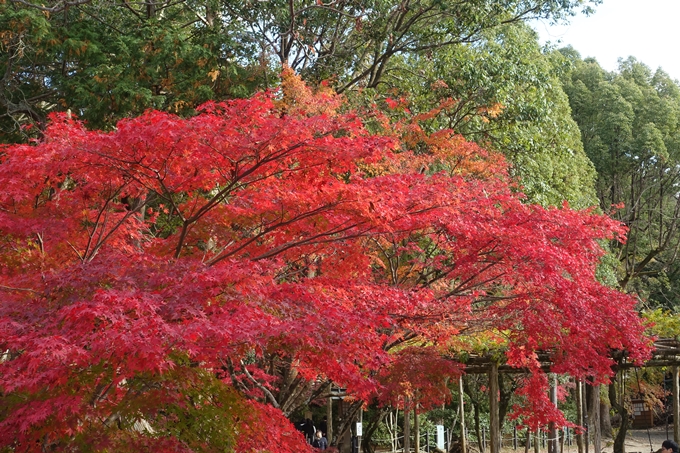 京都紅葉速報2018　その15 上賀茂神社　No6