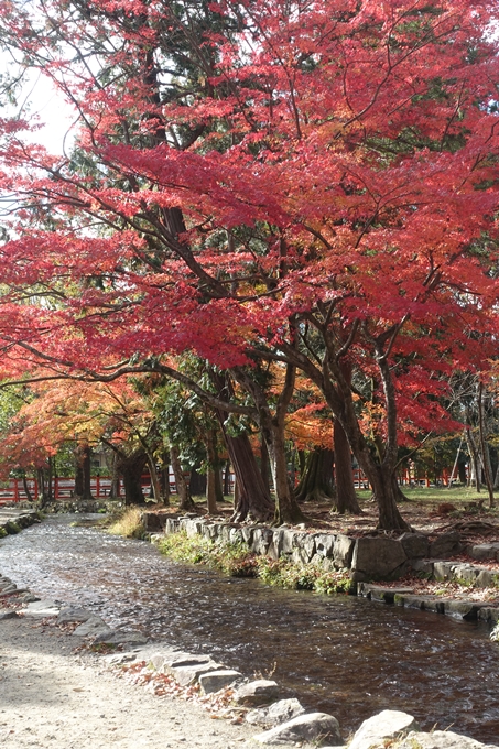 京都紅葉速報2018　その15 上賀茂神社　No9