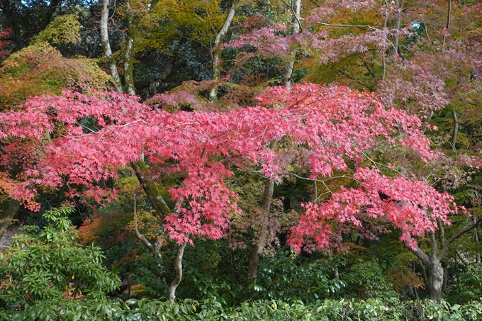 京都紅葉速報2018　その15 上賀茂神社　No10