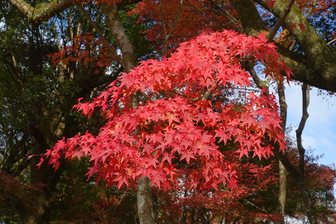 京都紅葉速報2018　その15 上賀茂神社　No11