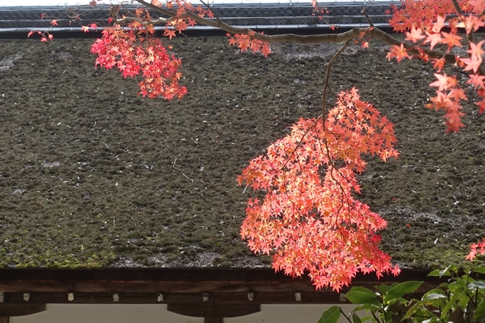 京都紅葉速報2018　その15 上賀茂神社　No12