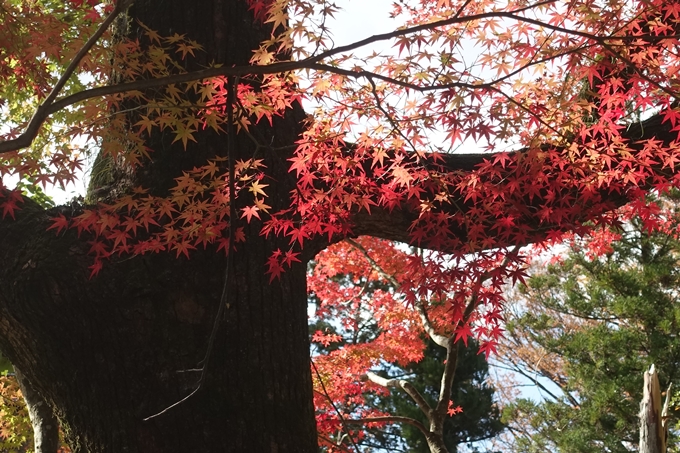 京都紅葉速報2018　その15 上賀茂神社　No13