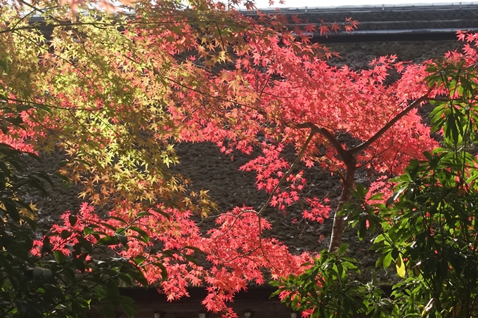 京都紅葉速報2018　その15 上賀茂神社　No14