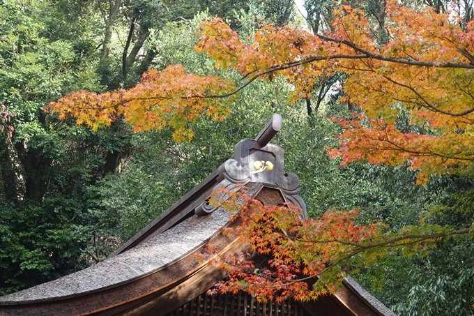 京都紅葉速報2018　その15 上賀茂神社　No17