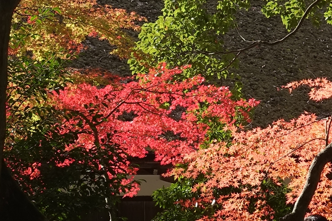 京都紅葉速報2018　その15 上賀茂神社　No18