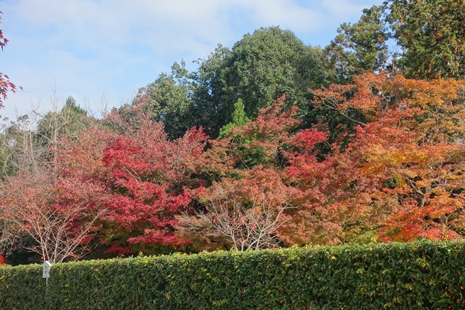 京都紅葉速報2018　その15 上賀茂神社　No19