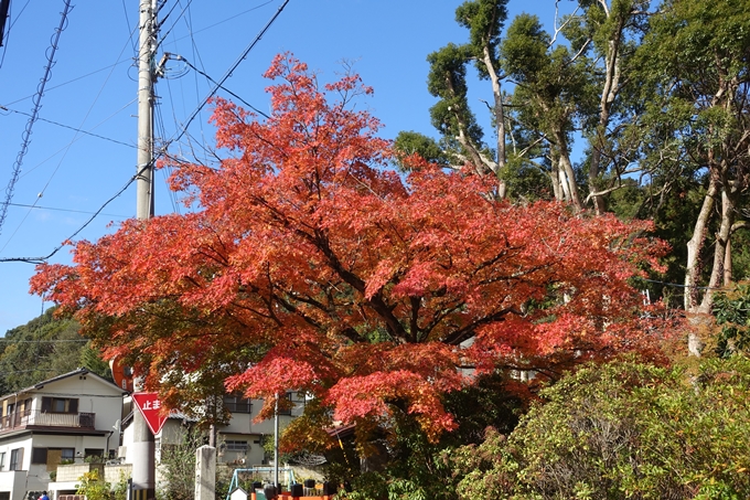 京都紅葉速報2018　その15 上賀茂神社　No20