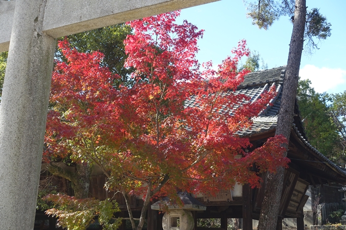 京都紅葉速報2018　その16　今宮神社・建勲神社　No4