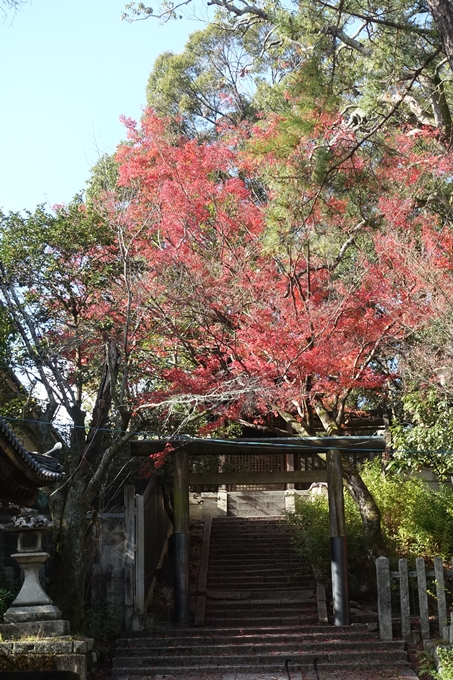 京都紅葉速報2018　その16　今宮神社・建勲神社　No5