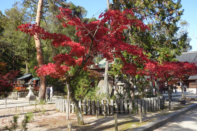 京都紅葉速報2018　その16　今宮神社・建勲神社　No7