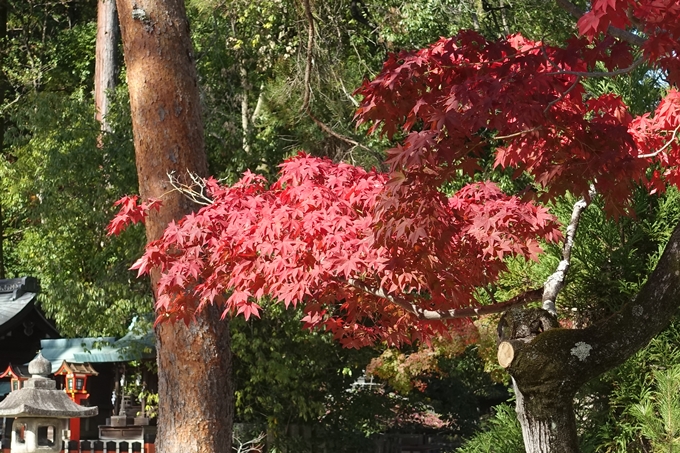 京都紅葉速報2018　その16　今宮神社・建勲神社　No8