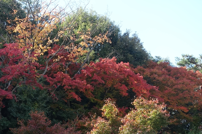 京都紅葉速報2018　その16　今宮神社・建勲神社　No10