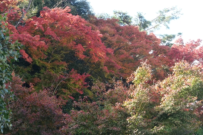 京都紅葉速報2018　その16　今宮神社・建勲神社　No11