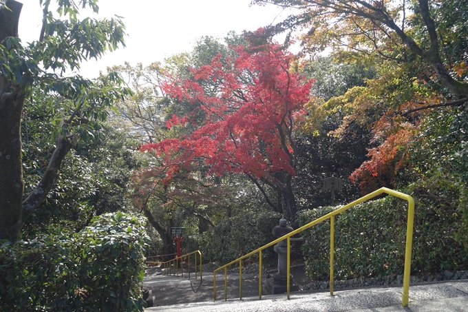 京都紅葉速報2018　その16　今宮神社・建勲神社　No15