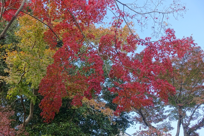 京都紅葉速報2018　その16　今宮神社・建勲神社　No16