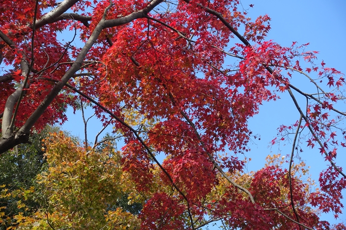 京都紅葉速報2018　その16　今宮神社・建勲神社　No17