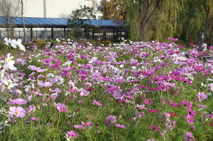 京都紅葉速報2018　その17　京都府立植物園　No2