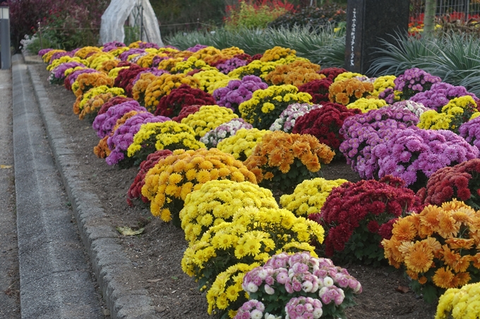 京都紅葉速報2018　その17　京都府立植物園　No3