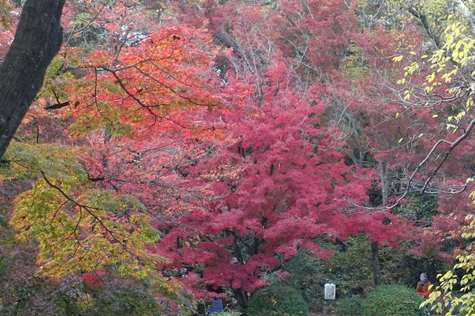 京都紅葉速報2018　その17　京都府立植物園　No4