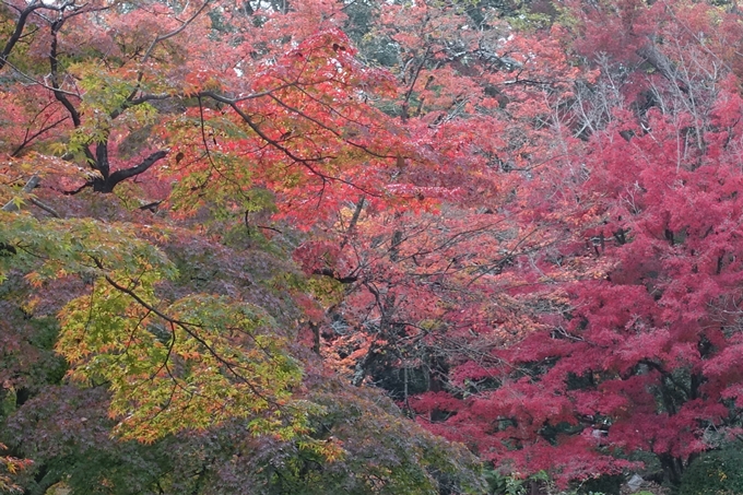 京都紅葉速報2018　その17　京都府立植物園　No5