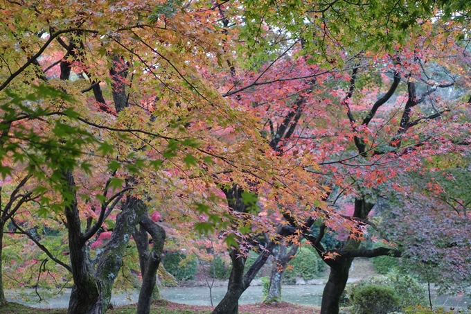 京都紅葉速報2018　その17　京都府立植物園　No6