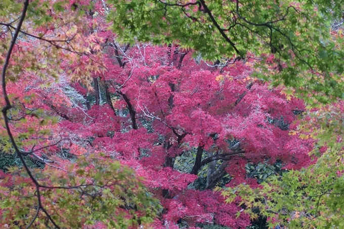 京都紅葉速報2018　その17　京都府立植物園　No7