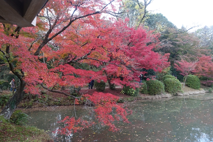 京都紅葉速報2018　その17　京都府立植物園　No8