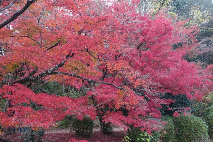 京都紅葉速報2018　その17　京都府立植物園　No9