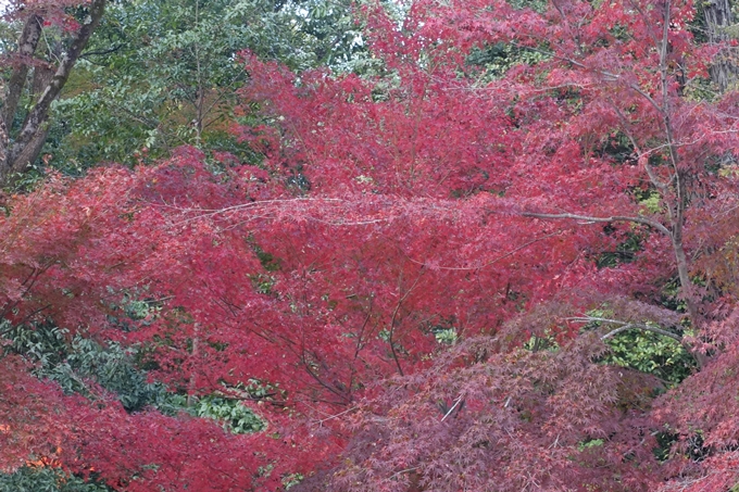 京都紅葉速報2018　その17　京都府立植物園　No11