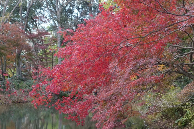 京都紅葉速報2018　その17　京都府立植物園　No12