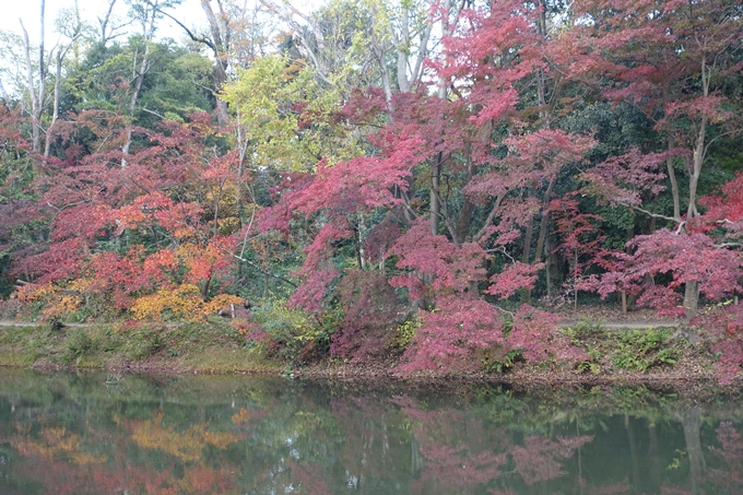 京都紅葉速報2018　その17　京都府立植物園　No13