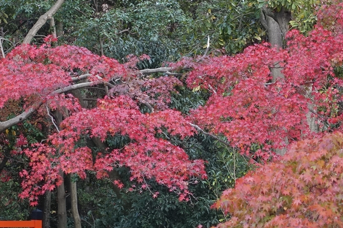 京都紅葉速報2018　その17　京都府立植物園　No14