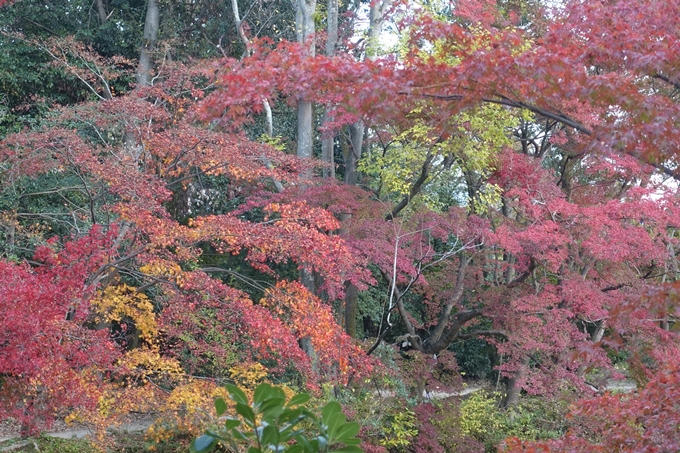 京都紅葉速報2018　その17　京都府立植物園　No16