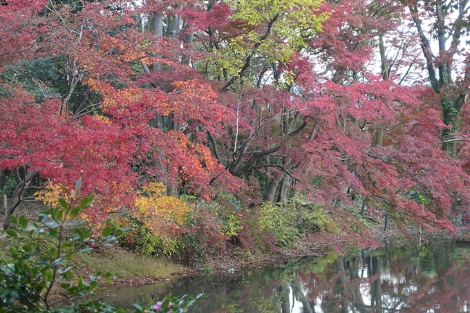 京都紅葉速報2018　その17　京都府立植物園　No17