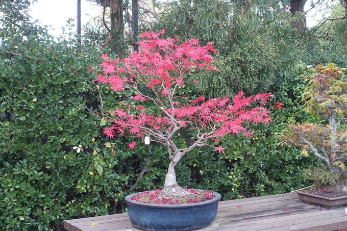 京都紅葉速報2018　その17　京都府立植物園　No18