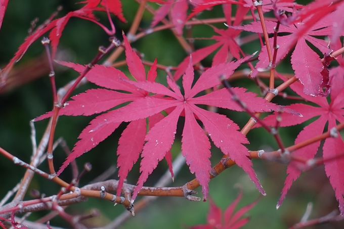 京都紅葉速報2018　その17　京都府立植物園　No19