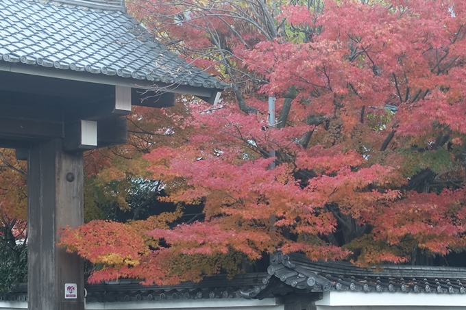 京都紅葉速報2018　その18　南禅寺・哲学の道　No2