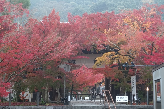 京都紅葉速報2018　その18　南禅寺・哲学の道　No7