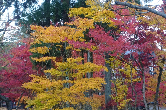 京都紅葉速報2018　その18　南禅寺・哲学の道　No8