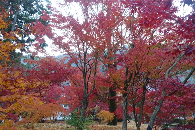 京都紅葉速報2018　その18　南禅寺・哲学の道　No10