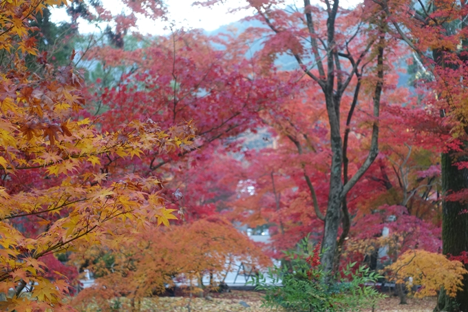 京都紅葉速報2018　その18　南禅寺・哲学の道　No11