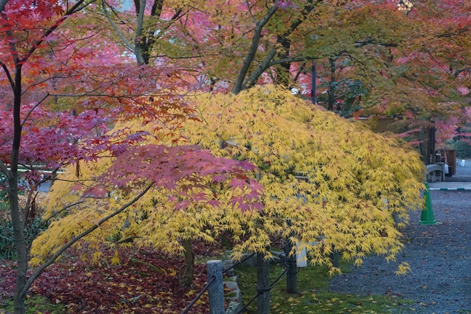 京都紅葉速報2018　その18　南禅寺・哲学の道　No12