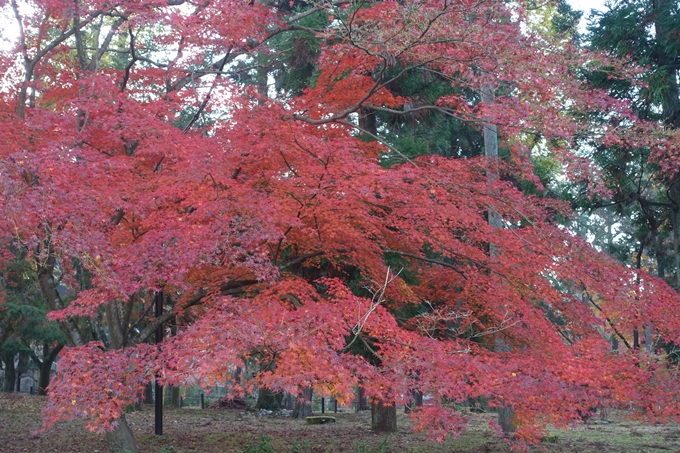 京都紅葉速報2018　その18　南禅寺・哲学の道　No19