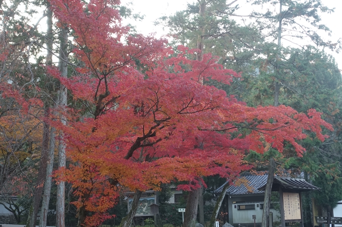 京都紅葉速報2018　その18　南禅寺・哲学の道　No20