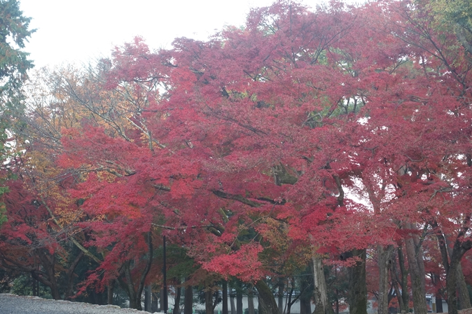 京都紅葉速報2018　その18　南禅寺・哲学の道　No22