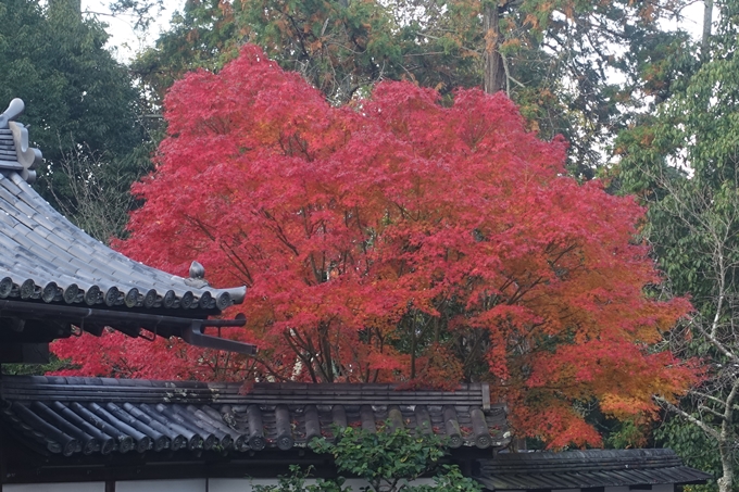 京都紅葉速報2018　その18　南禅寺・哲学の道　No26